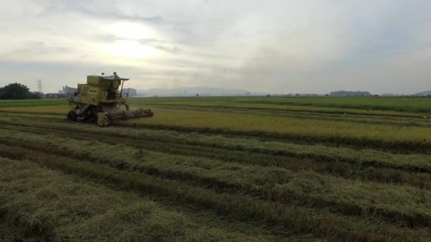 Bukit Mertajam Malásia Março 2018 Colheita Arroz Agrícola Eficiente Reduzir — Vídeo de Stock