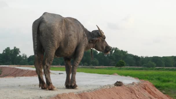 Корова Відпочиває Стежці Сільській Місцевості Малайзії — стокове відео