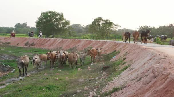 Bukit Mertajam Malaysia March 2018 Cow Countryside Penang Malaysia — Stock Video