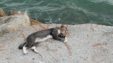 Kaya üzerinde dinlenen bir kedi Denizin yanında.
