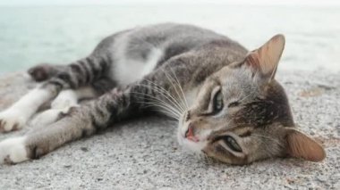 Bir kedi taşın üzerine uzandı ve miyavladı..