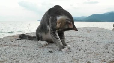 Neşeli bir kedi kayadaki kürkü yalıyor.