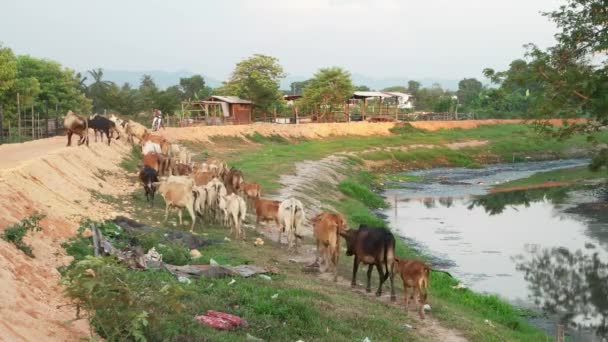 Bukit Mertajam Malaisie Mars 2018 Groupe Vaches Retourne Dans Clôture — Video