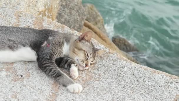 Tutup Potret Kucing Tidur Atas Batu — Stok Video