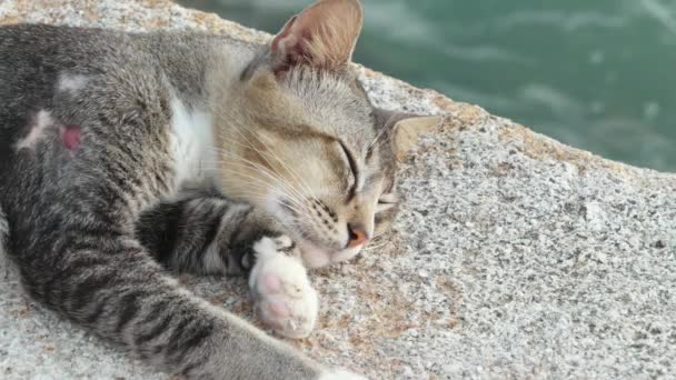 Gatto Dorme Con Bocca Aperta Oltre Mare — Video Stock