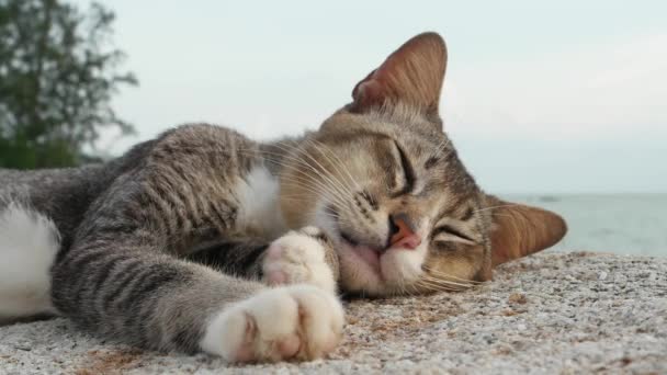 Seekor Kucing Berbaring Atas Batu Dan Meow — Stok Video