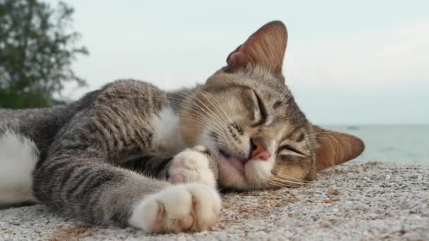 Un chat gisant sur la pierre et le meow.