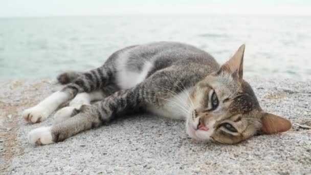 Un chat qui dort au bord de la mer.
