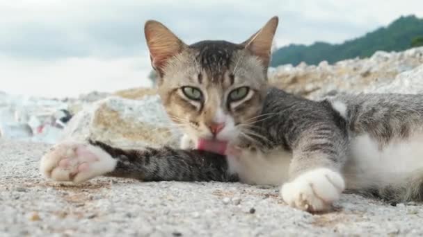 Un chat-chat nettoie sa fourrure sur la pierre de roche.