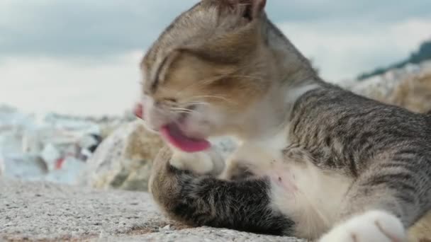 Chat gris nettoyant lui-même en léchant la paume