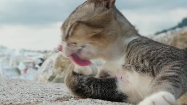 Grey Cat Grooming Itself Lick Palm — Stock Video