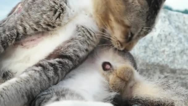 Menutup Kucing Menjilat Bulunya Untuk Menjaga Kebersihan — Stok Video