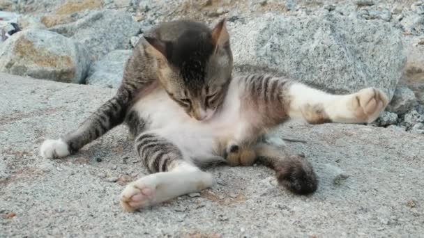 Chat avec drôle pose lécher la fourrure en reposant sur la roche.