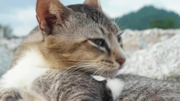 Großaufnahme Kopf Einer Grauen Katze Leckt Das Fell — Stockvideo