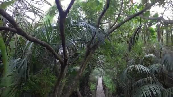 Går Bakåt Vägen Till Air Hitam Dalam Educational Forest Sungai — Stockvideo