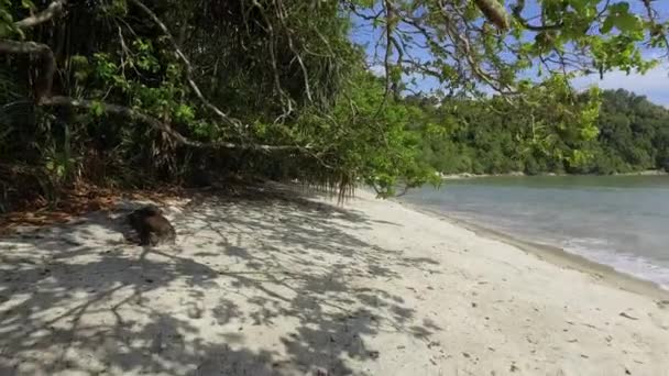 Spostarsi Nella Spiaggia Sabbiosa Con Riflesso Foglia Sulla Sabbia — Video Stock