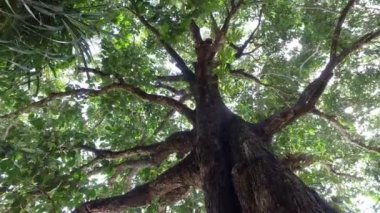 Bir ağacın merkezine doğru dönerek hareket et.