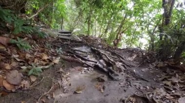 Ağacın köküne doğru ilerle.