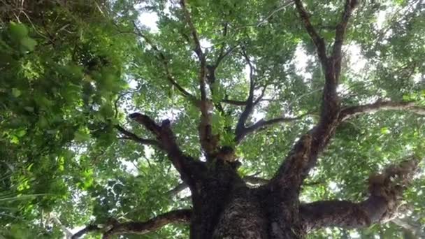 Orbita Siga Tronco Del Árbol Con Ramas Verdes — Vídeo de stock