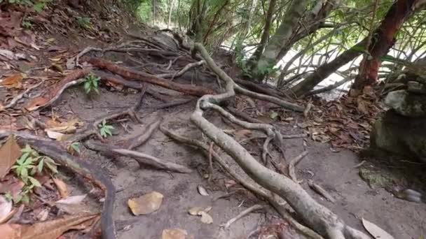 Ángulo Bajo Dispara Raíz Del Árbol — Vídeo de stock