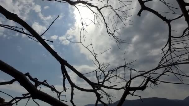 Panen Horisontal Langit Dari Cabang Cabang Pohon — Stok Video