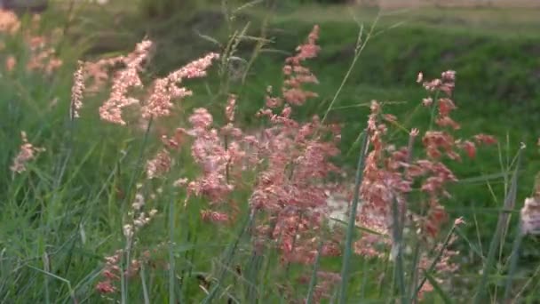 Gewone Rietslag Door Wind Het Open Veld — Stockvideo