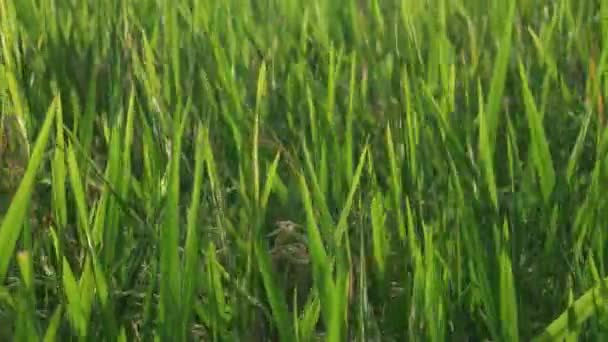 Panning Verde Paddy Campo Golpe Pelo Vento — Vídeo de Stock