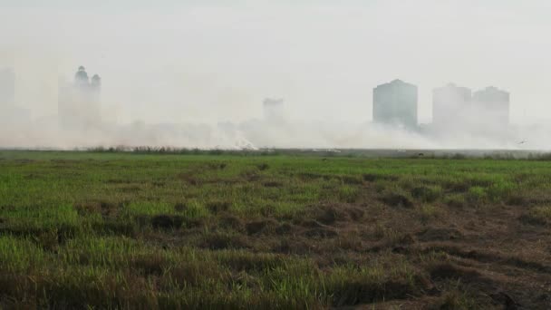 Pálení Plodin Farmě Oheň Produkuje Kouř Znečištěním Ovzduší — Stock video