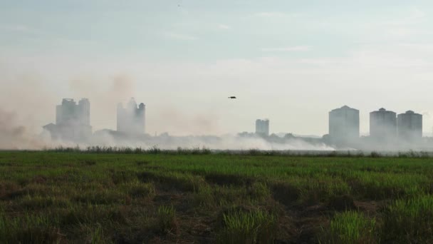 Κοράκια Πετούν Στη Φάρμα Ανοιχτά Εγκαύματα Καπνός Εμφανίζεται Γύρω Από — Αρχείο Βίντεο