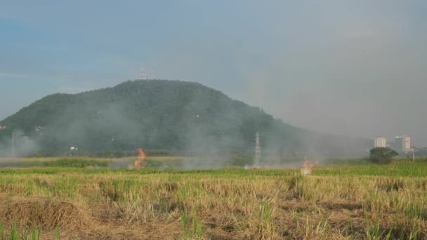 小山背景下的稻田露天焚烧 — 图库视频影像