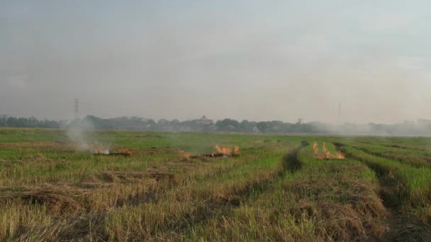 稻田的露天焚烧会产生火焰和烟雾 — 图库视频影像