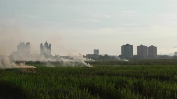 Fuego Abierto Campo Arroz Libera Humo Grueso — Vídeos de Stock