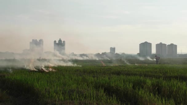 Farmář Zapálil Otevřené Pole Aby Spálil Pole — Stock video