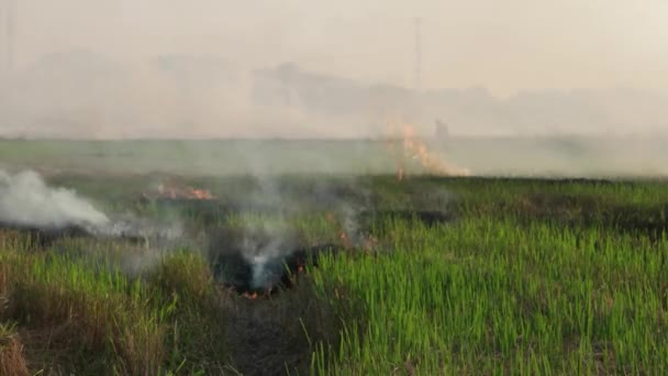 Grabación Abierta Con Silueta Agricultor Parte Trasera — Vídeos de Stock