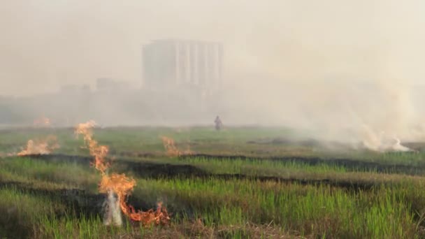 Otwarty Ogień Terenie Rozmytym Tłem Rolnika Podpalonego — Wideo stockowe