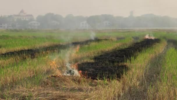Ateş Açın Çeltik Tarlasında Ekinleri Yakın — Stok video