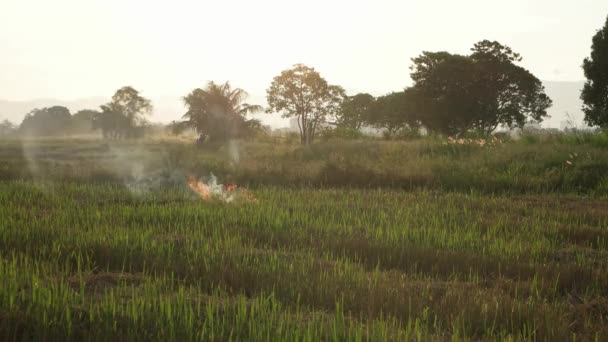 Agricultura Terra Aberta Queima Campo Passeio Aldeão Local Parte Trás — Vídeo de Stock