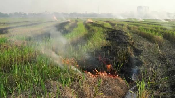 Bruciatura Aperta Azienda Produce Detriti Scuri Fumo — Video Stock