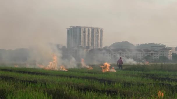 Rolnik Oczyścić Ziemię Przez Otwarte Spalić Pole Ryżowe — Wideo stockowe