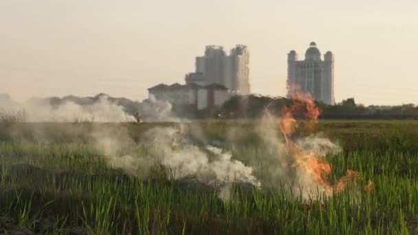 Bruciatura Aperta Attuata Dagli Agricoltori Bonificare Terreni — Video Stock