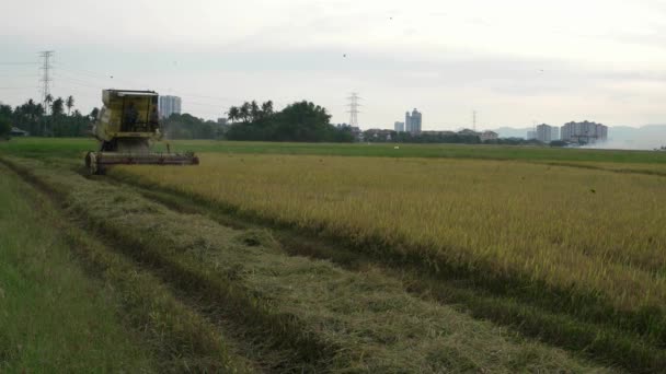 マレーシアのブキット マータジャム 2018年3月28日 農家が米を収穫するために使用した収穫機 — ストック動画
