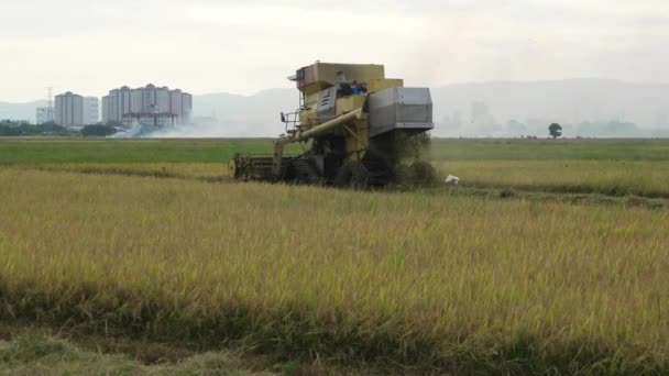 Bukit Mertajam Malaysia März 2018 Erntehelfer Ernten Den Reis Auf — Stockvideo