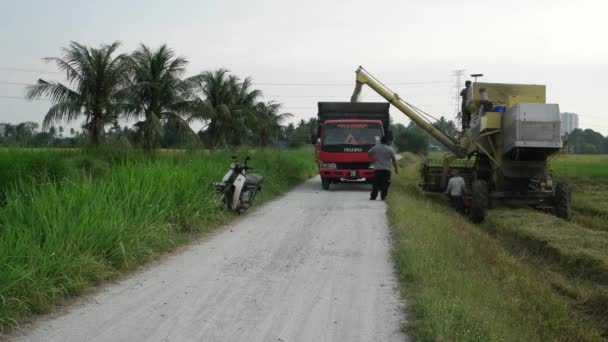 Bukit Mertajam Malaysia 2018年3月28日 罗瑞从收割机收集大米 — 图库视频影像