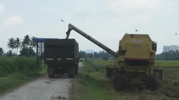 Bukit Mertajam Malaysia March 2018 Harvester Send Rice Lorry While — Stock Video