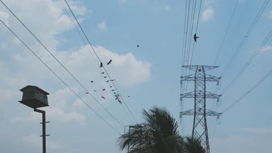 Yuva evi ve kargalar elektrik kablosunun üstünde kalır..