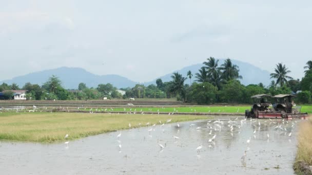 Bukit Mertajam Malaysia Március 2018 Száz Fehér Egret Madár Várja — Stock videók