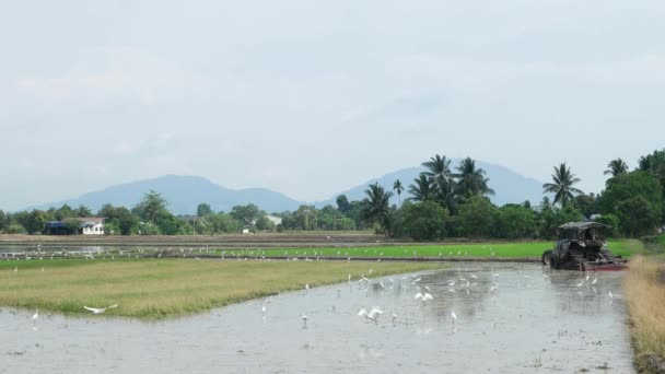 Egret Pássaro Descanso Voar Campo Paddy — Vídeo de Stock