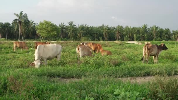 Kor Äter Gräs Det Gröna Öppna Fältet Kvällen Jordbrukarna Lämnar — Stockvideo
