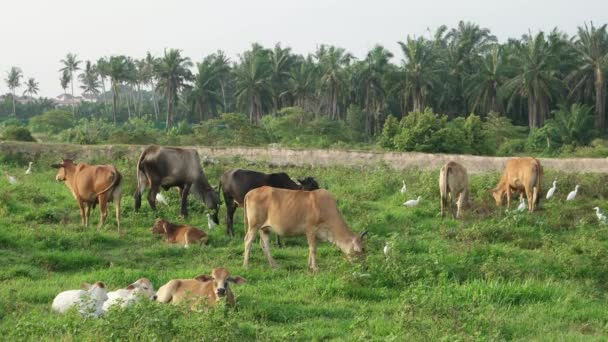 Les vaches ont du temps libre pour se reposer et manger de l'herbe au champ.