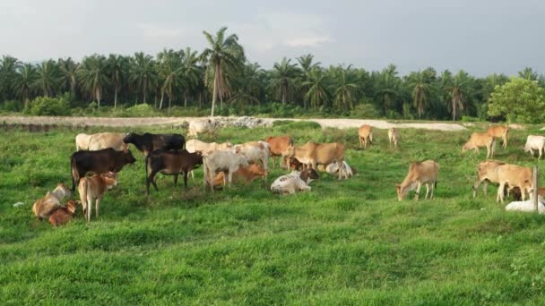 Grupa Krów Przebywa Świeżym Powietrzu Pobliżu Posiadłości Palmy Olejowej — Wideo stockowe